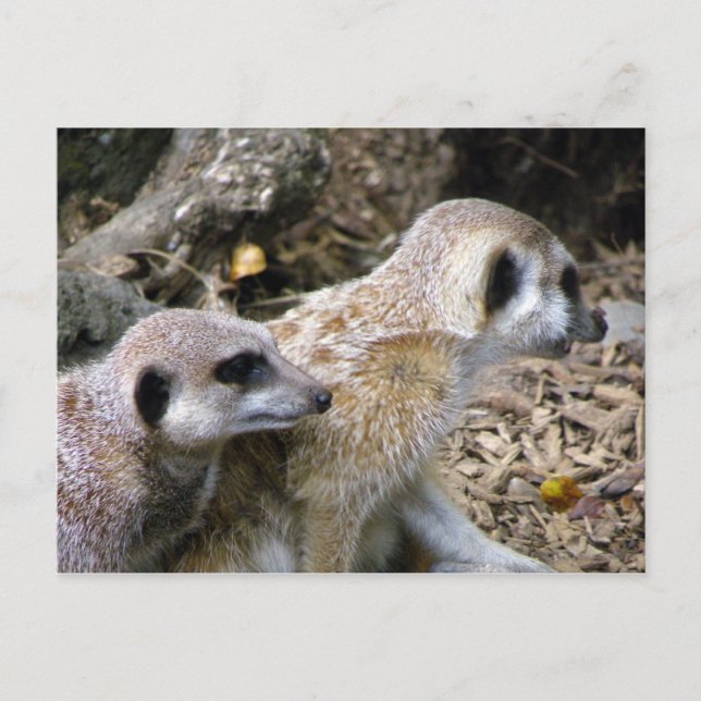 Carte Postale Meerkat (Devant)