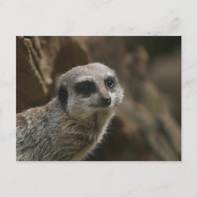 Carte postale Meerkat (Devant)