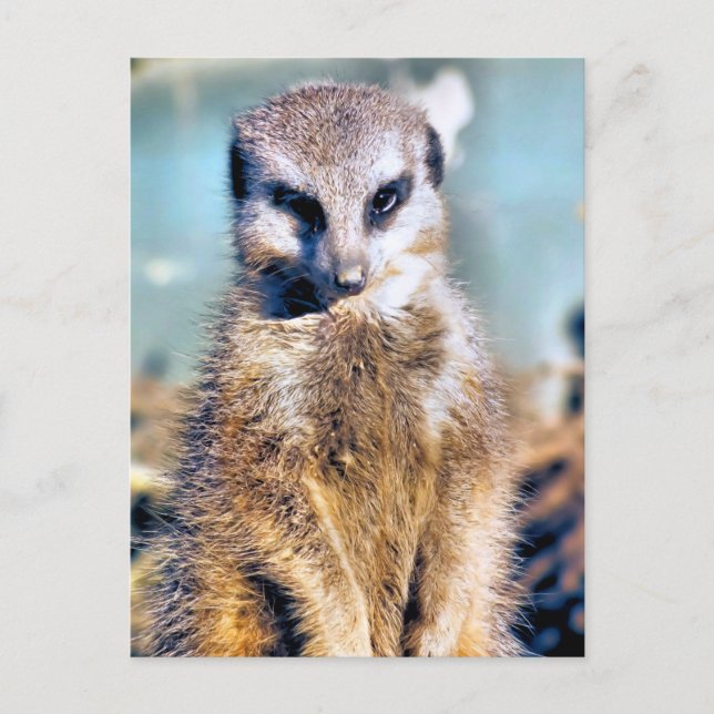 CARTE POSTALE MEERKAT (Devant)