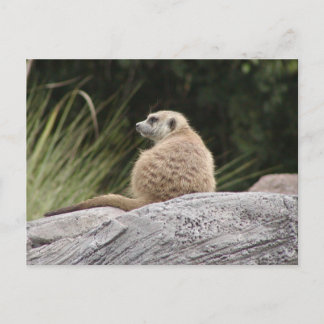 Carte postale Meerkat