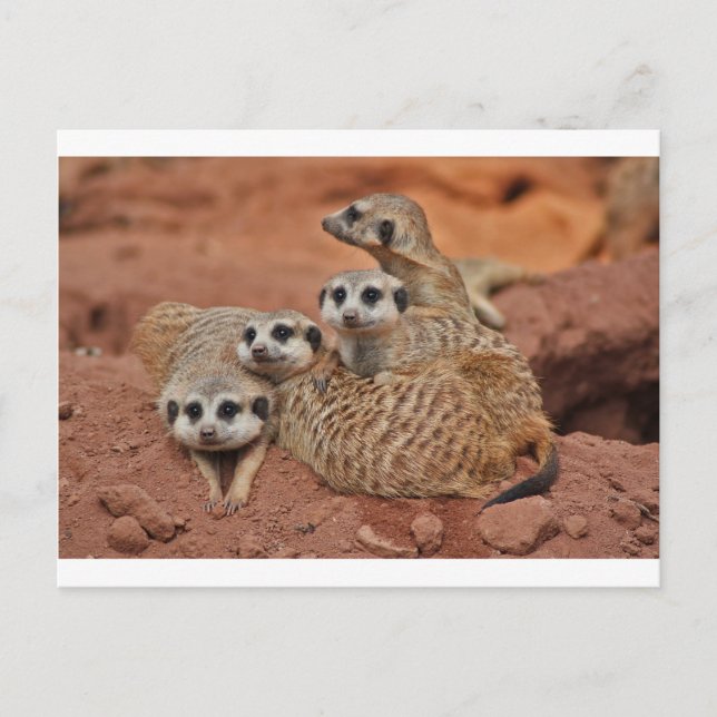 Carte Postale Meerkat (Devant)