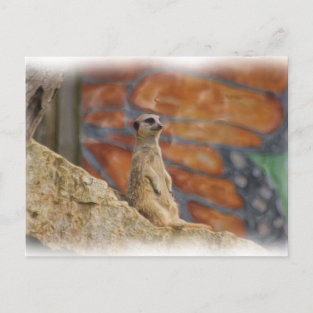 Carte postale Meerkat (Devant)