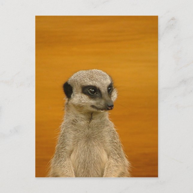 Carte Postale Meerkat (Devant)