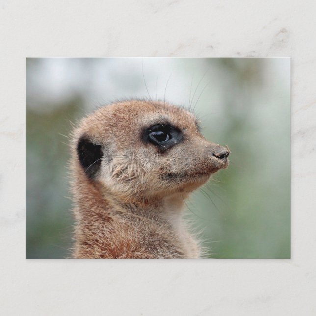 Carte Postale Meerkat 180 (Devant)