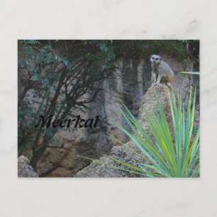 Carte Postale Meerkat # 2