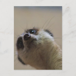 Carte Postale Meerkat A L'Air Dramatique