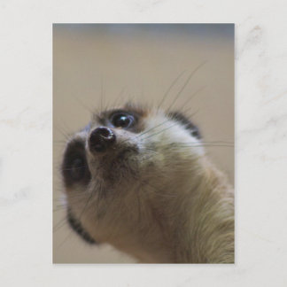 Carte Postale Meerkat A L'Air Dramatique