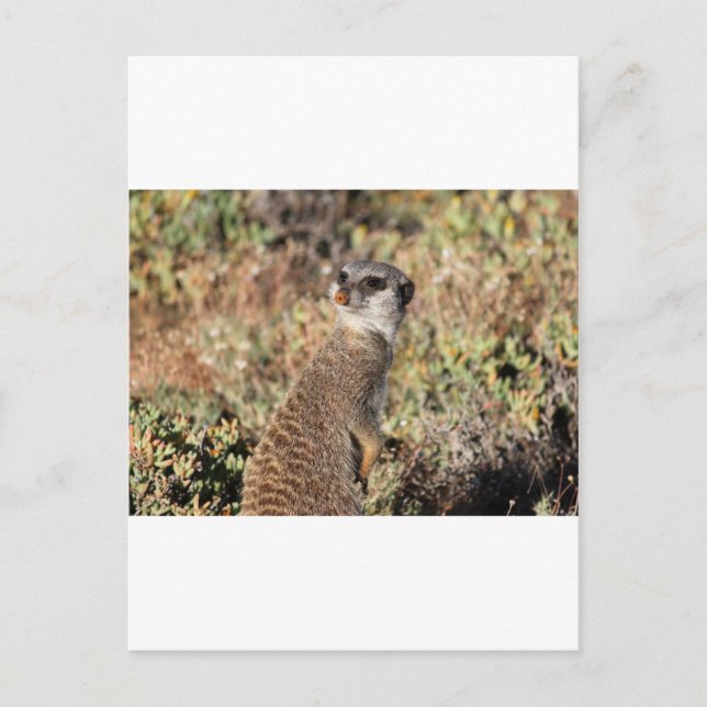 Carte Postale Meerkat attentif (Devant)