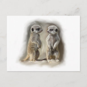 Carte Postale Meerkat bébé jumeaux