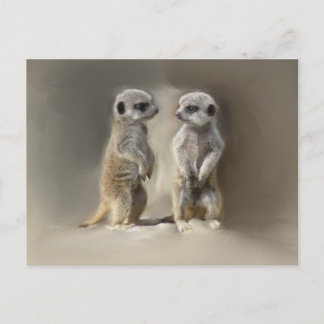 Carte Postale Meerkat bébé jumeaux