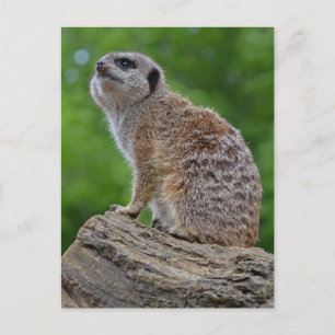 Carte postale Meerkat Bokeh