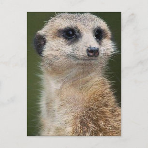 Carte Postale Meerkat en regardant