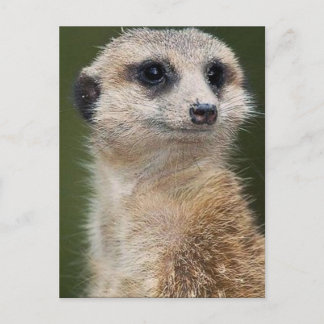 Carte Postale Meerkat en regardant