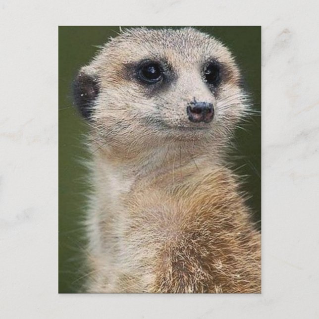 Carte Postale Meerkat en regardant (Devant)