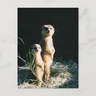 Carte postale Meerkat Friends