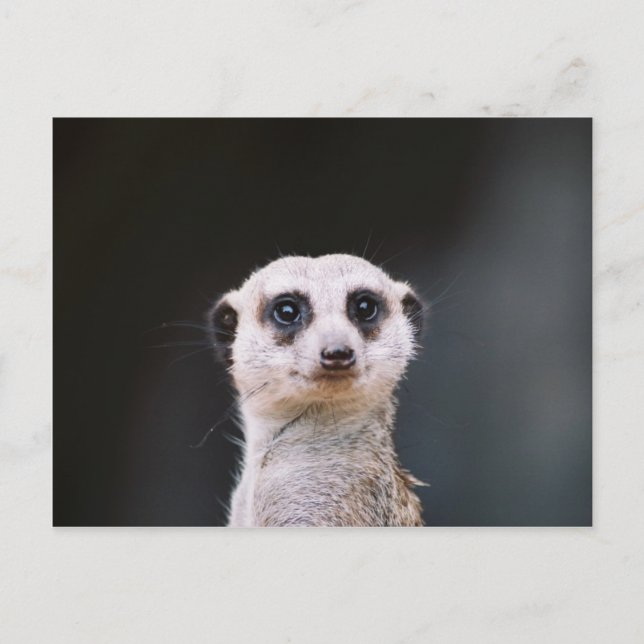 Carte Postale Meerkat Lookout (Devant)