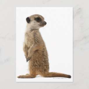Carte Postale Meerkat ou Suricate - Suricata suricatta