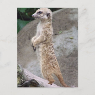 Carte postale Meerkat Posée