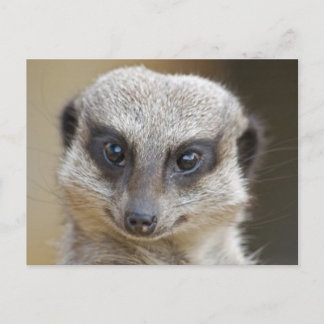 Carte Postale Meerkat près