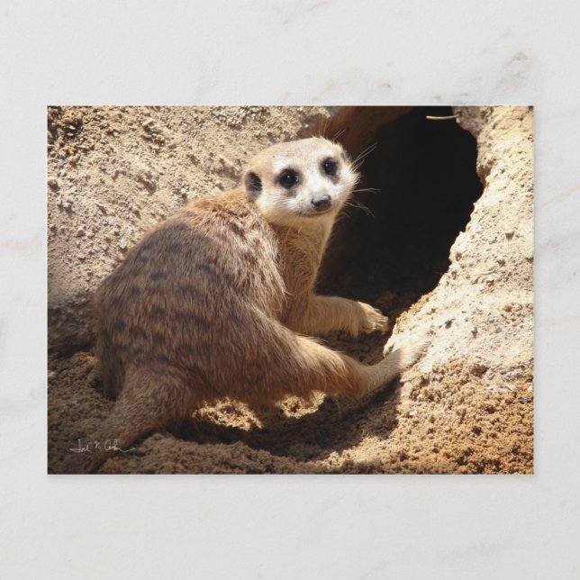 Carte Postale Meerkat sourit (Devant)