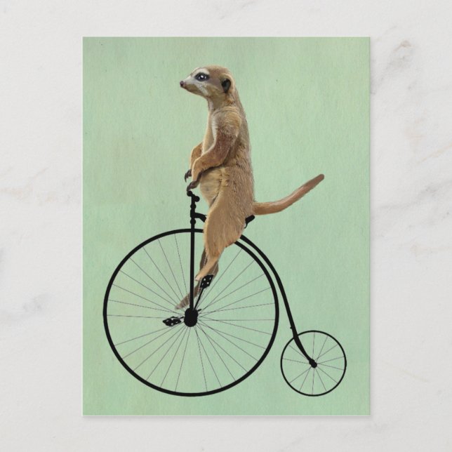Carte Postale Meerkat sur Black Penny Farthing 2 (Devant)
