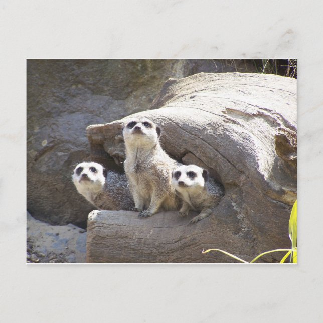 Carte Postale Meerkats (Devant)
