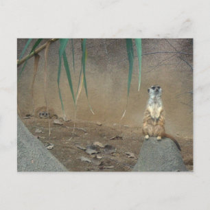 Carte Postale Meerkats