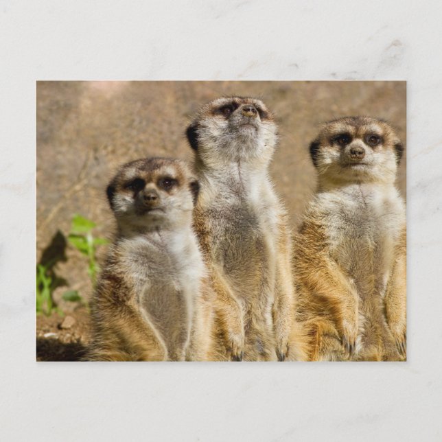 Carte Postale Meerkats (Devant)