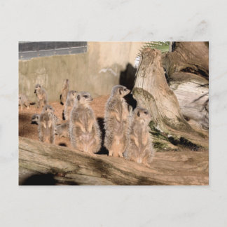 Carte Postale Meerkats