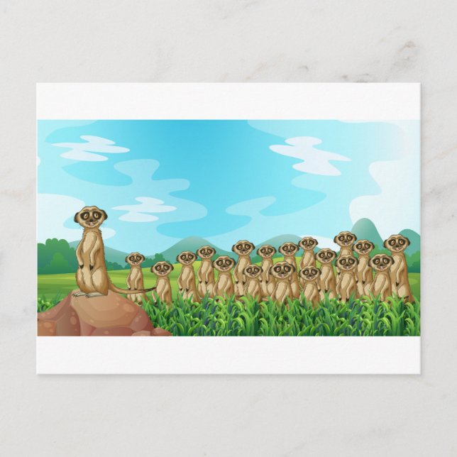 Carte Postale Meerkats (Devant)