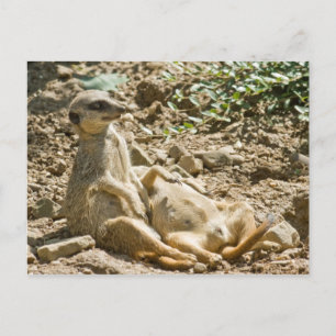 Carte postale Meerkats pour bronzer