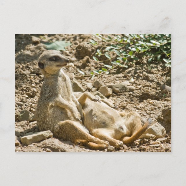 Carte postale Meerkats pour bronzer (Devant)