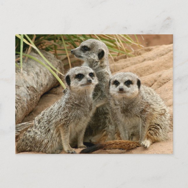 Carte Postale Meerkats sur la surveillance (Devant)