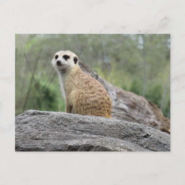 Carte postale Meerkcat (0447) (Devant)