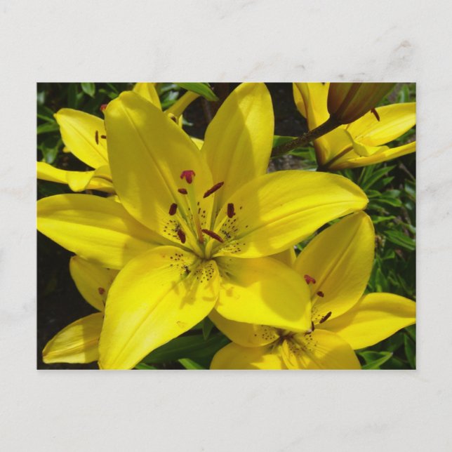 Carte Postale Meerkerk Gardens (Devant)