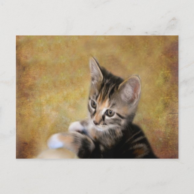 Carte Postale Meet Tiger (Devant)