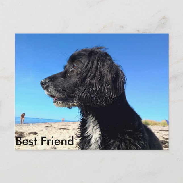 Carte Postale Meilleur ami (Devant)