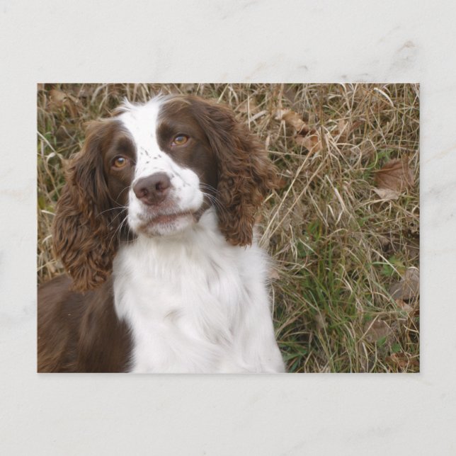 Carte Postale Meilleur Ami de l'Homme - Anglais Springer Spaniel (Devant)