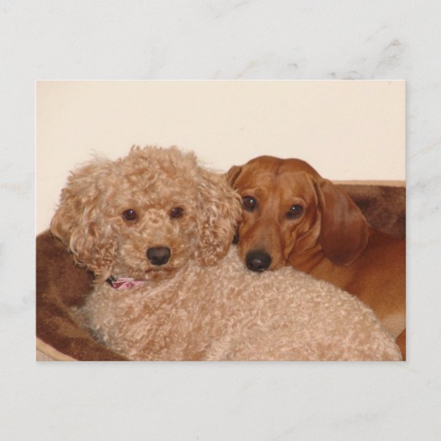 Carte Postale Meilleur bouc (Devant)