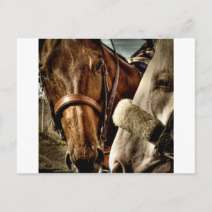 Carte Postale Meilleur des amis