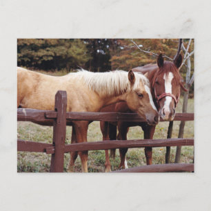 Carte Postale Meilleurs amis