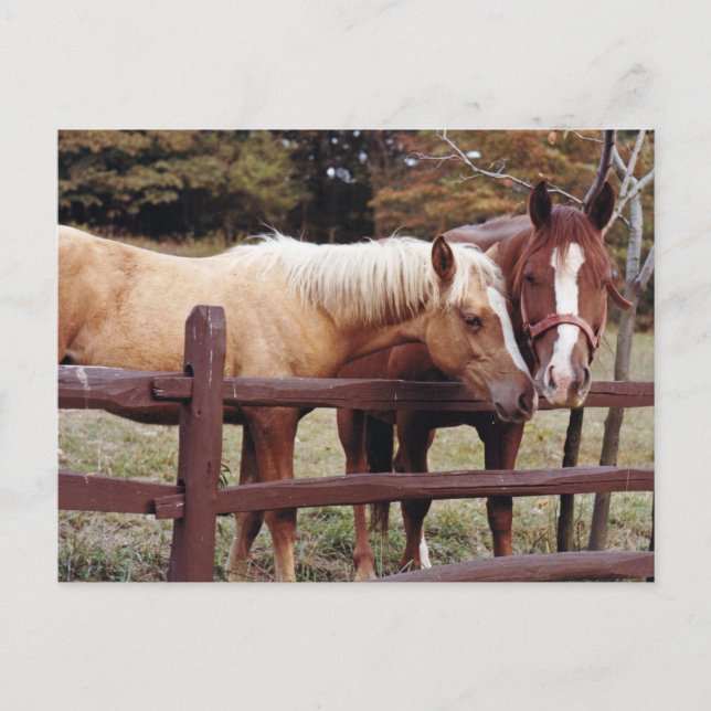 Carte Postale Meilleurs amis (Devant)