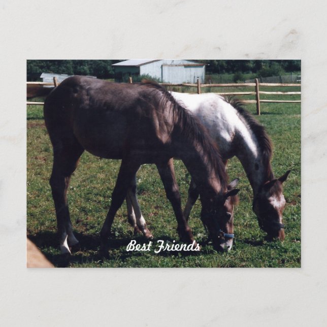 Carte Postale Meilleurs amis (Devant)