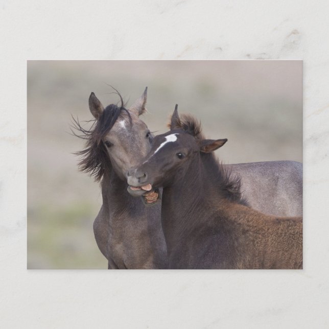 Carte Postale Meilleurs amis (Devant)
