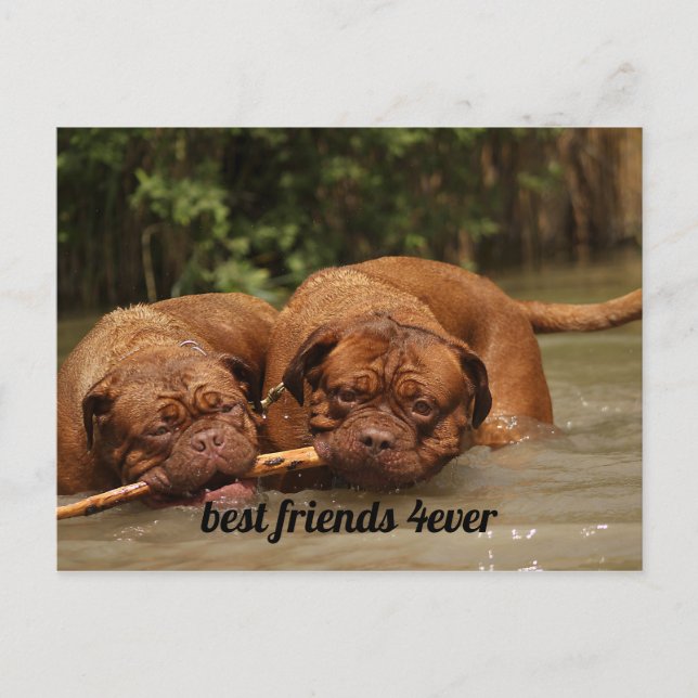 Carte Postale Meilleurs amis (Devant)