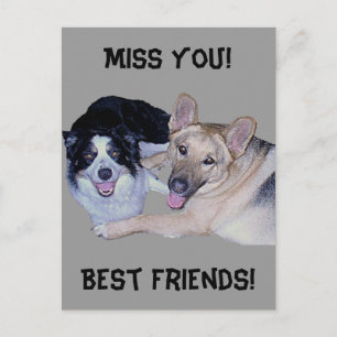 Carte Postale Meilleurs amis Bordure Collie & Berger allemand