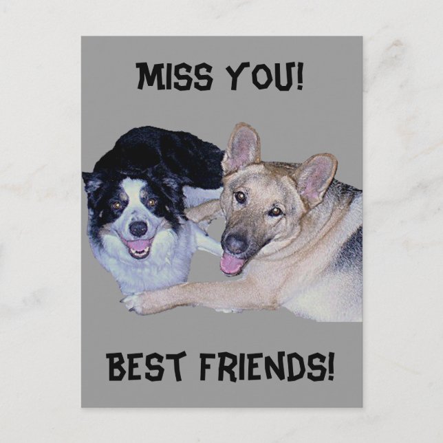 Carte Postale Meilleurs amis Bordure Collie & Berger allemand (Devant)