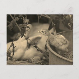 Carte Postale Meilleurs Amis, Peut-Être ? -