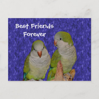 Carte postale Meilleurs amis pour les oiseaux mign