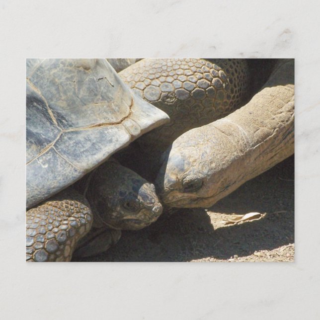 Carte Postale Meilleurs amis pour toujours (Devant)